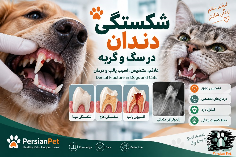شکستگی دندان در سگ و گربه | علائم، تشخیص، آسیب پالپ و درمان