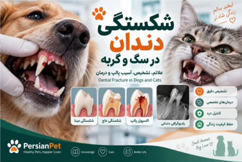 شکستگی دندان در سگ و گربه | علائم، تشخیص، آسیب پالپ و درمان