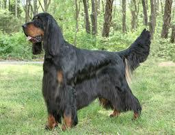  Gordon Setter