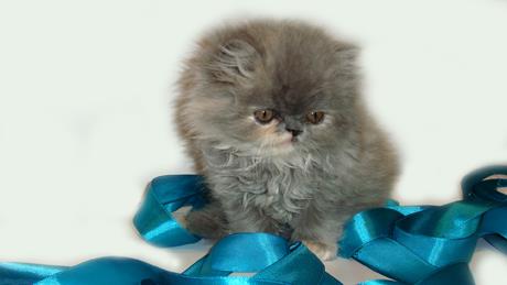 گربه پرشین آماده فروش ماده بلو کالر 