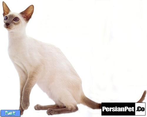  آیا گربه سیامی نژاد مناسبی برای من است؟