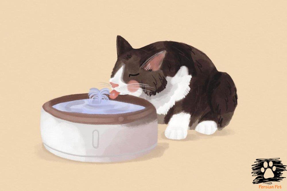 Feline Idiopathic Cystitis (FIC) در گربه | تشخیص و درمان کامل