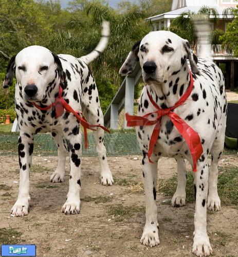 Dalmatian