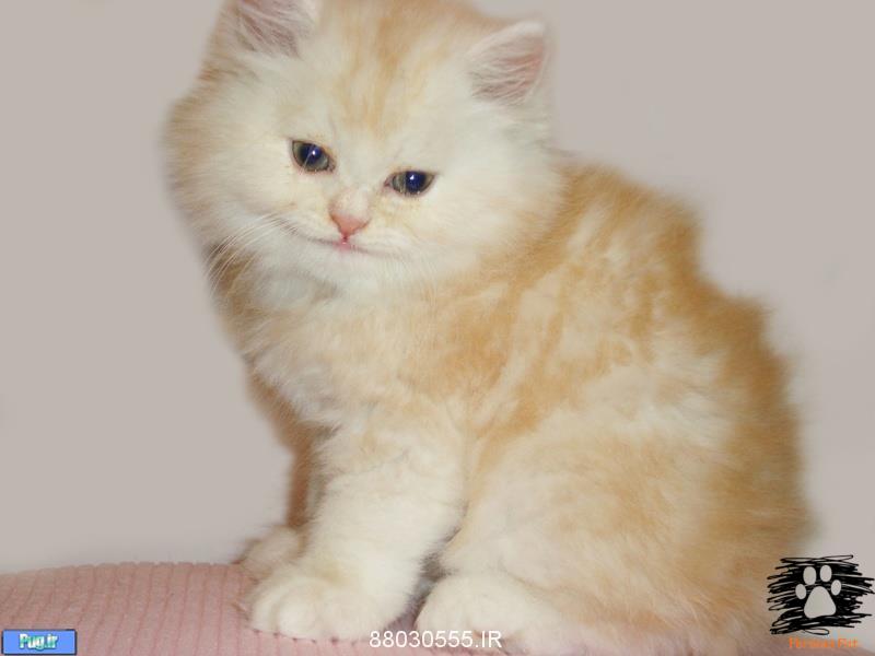 فروش گربه پرشین 