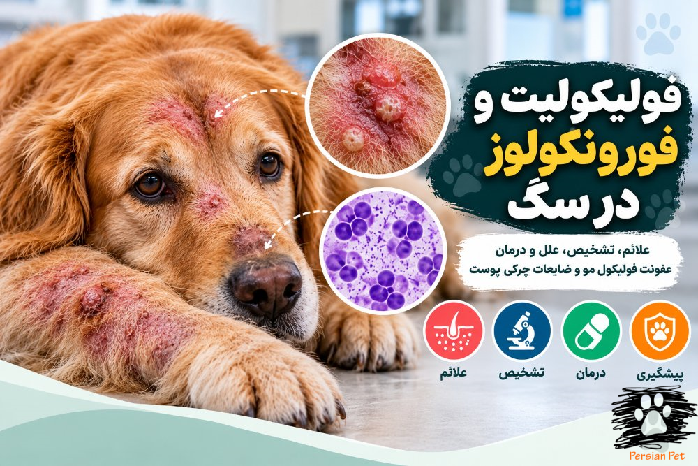 فولیکولیت و فورونکولوز در سگ | علائم، تشخیص و درمان