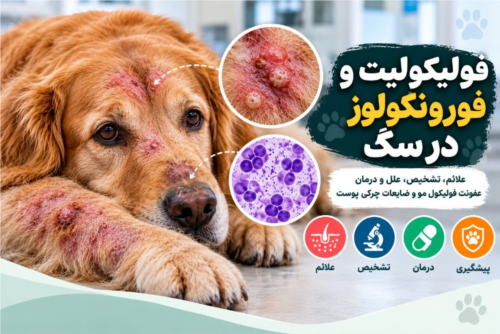 فولیکولیت و فورونکولوز در سگ | علائم، تشخیص و درمان