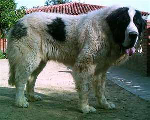 ماستیف پیرینه (Pyrenees Mastiff)