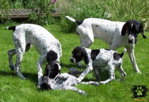 براک آورنه (Braque de Auvergne)