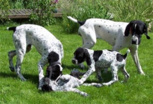 براک آورنه (Braque de Auvergne)