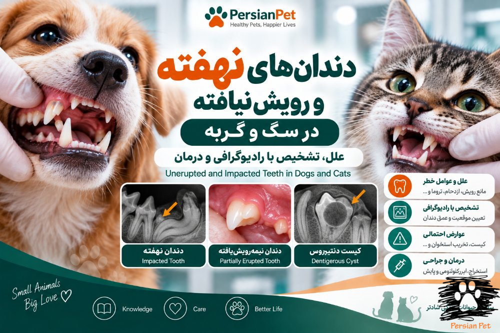 دندان‌های نهفته و رویش‌نیافته در سگ و گربه | علل، تشخیص با رادیوگرافی و درمان