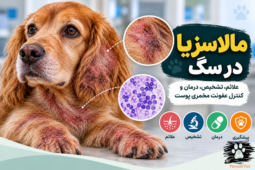 مالاسزیا در سگ | علائم، تشخیص، درمان و کنترل عفونت پوستی