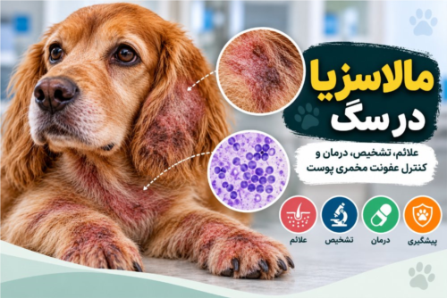 مالاسزیا در سگ | علائم، تشخیص، درمان و کنترل عفونت پوستی