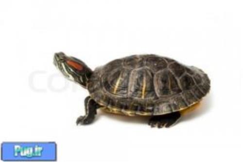 تفاوت لاک پشت های آبزی (Turtles) و لاک پشت های خشکی 
