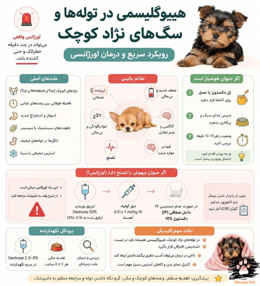 هیپوگلیسمی در توله‌ها و سگ‌های نژاد کوچک | علائم، تشخیص سریع و درمان اورژانسی