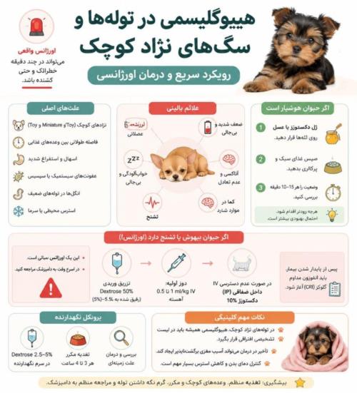 هیپوگلیسمی در توله‌ها و سگ‌های نژاد کوچک | علائم، تشخیص سریع و درمان اورژانسی