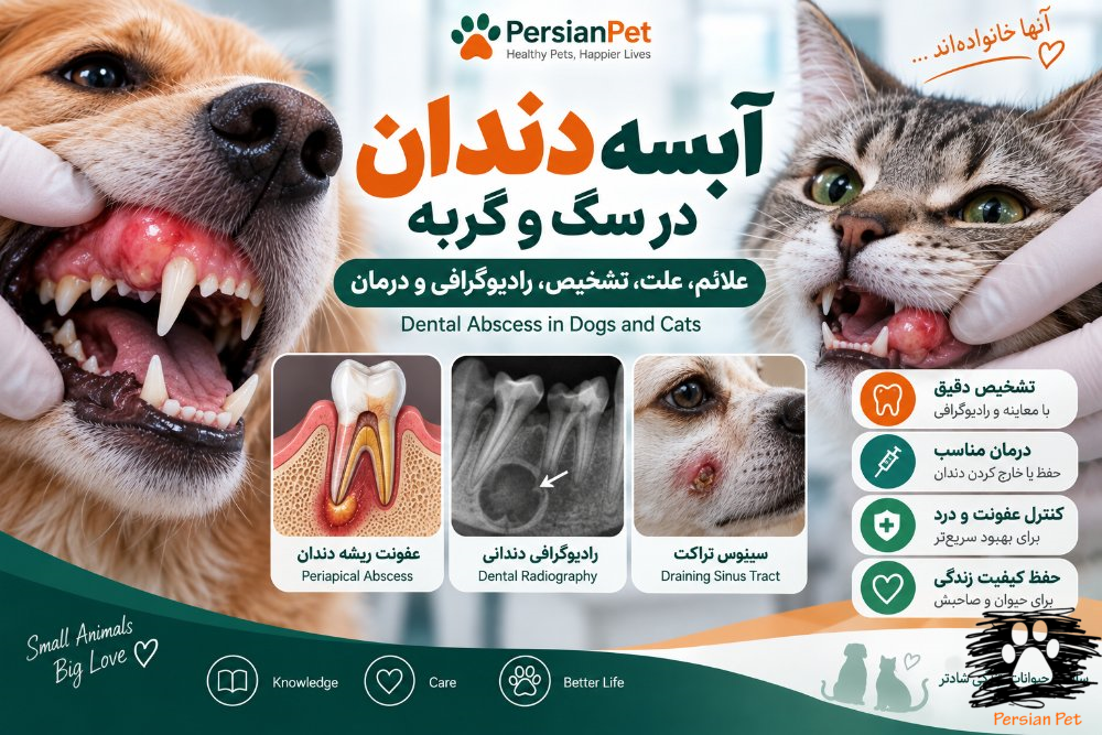 آبسه دندان در سگ و گربه | علائم، علت، تشخیص، رادیوگرافی و درمان