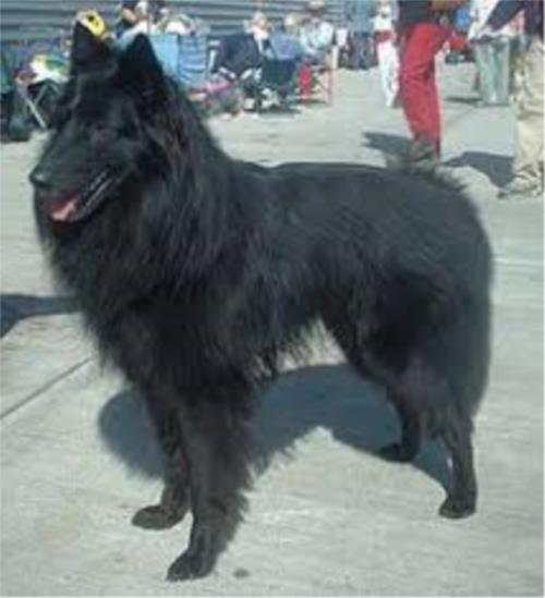 Belgian Sheepdog