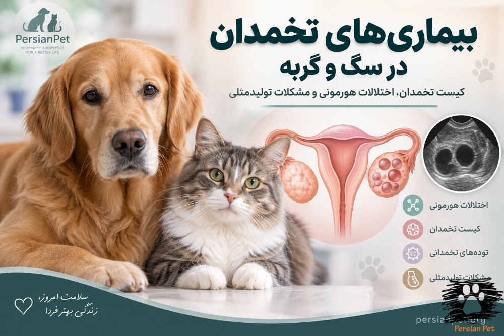 بیماری‌های تخمدان در سگ و گربه | کیست تخمدان، اختلالات هورمونی و مشکلات تولیدمثلی