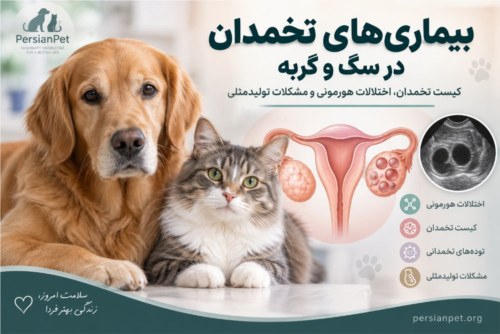 بیماری‌های تخمدان در سگ و گربه | کیست تخمدان، اختلالات هورمونی و مشکلات تولیدمثلی