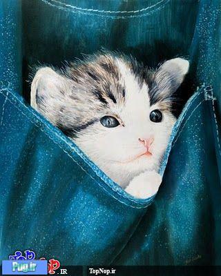 گربه های جیبی