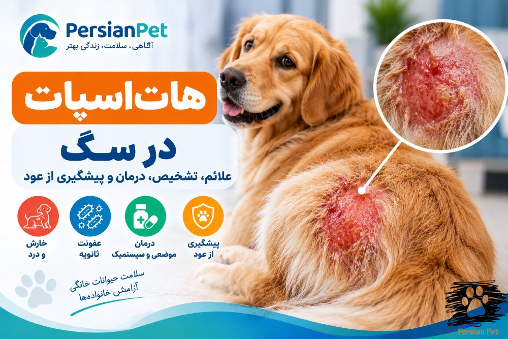 هات‌اسپات در سگ؛ علائم، تشخیص و درمان درماتیت مرطوب حاد