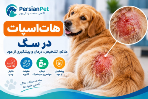 هات‌اسپات در سگ؛ علائم، تشخیص و درمان درماتیت مرطوب حاد