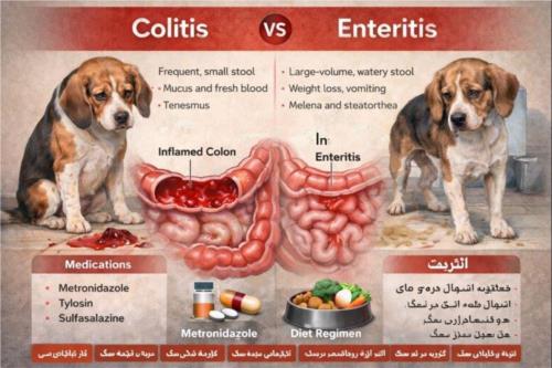 داروهای مؤثر در کولیت سگ‌ها و تفاوت کولیت با انتریت