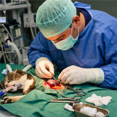 پیوند کلیه و اعضا در حیوانات؛ امکان‌پذیر یا غیراخلاقی؟