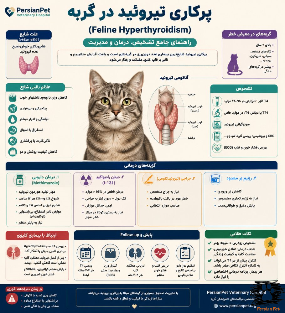 پرکاری تیروئید در گربه (Feline Hyperthyroidism)؛ علائم، تشخیص، درمان و مدیریت تخصصی