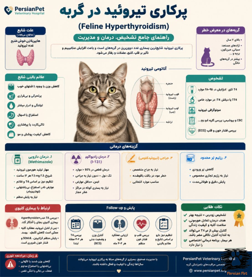 پرکاری تیروئید در گربه (Feline Hyperthyroidism)؛ علائم، تشخیص، درمان و مدیریت تخصصی