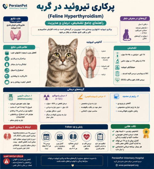 پرکاری تیروئید در گربه (Feline Hyperthyroidism)؛ علائم، تشخیص، درمان و مدیریت تخصصی