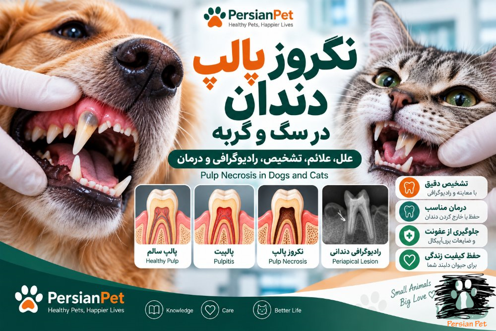 نکروز پالپ دندان در سگ و گربه | علل، علائم، تشخیص، رادیوگرافی و درمان