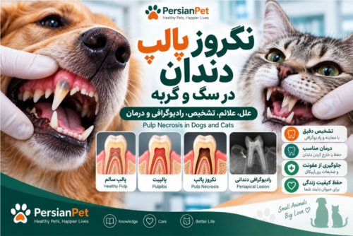 نکروز پالپ دندان در سگ و گربه | علل، علائم، تشخیص، رادیوگرافی و درمان