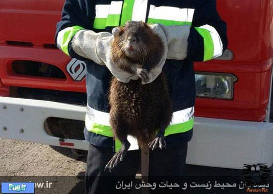 یک پستاندار آمریکایی در خوی