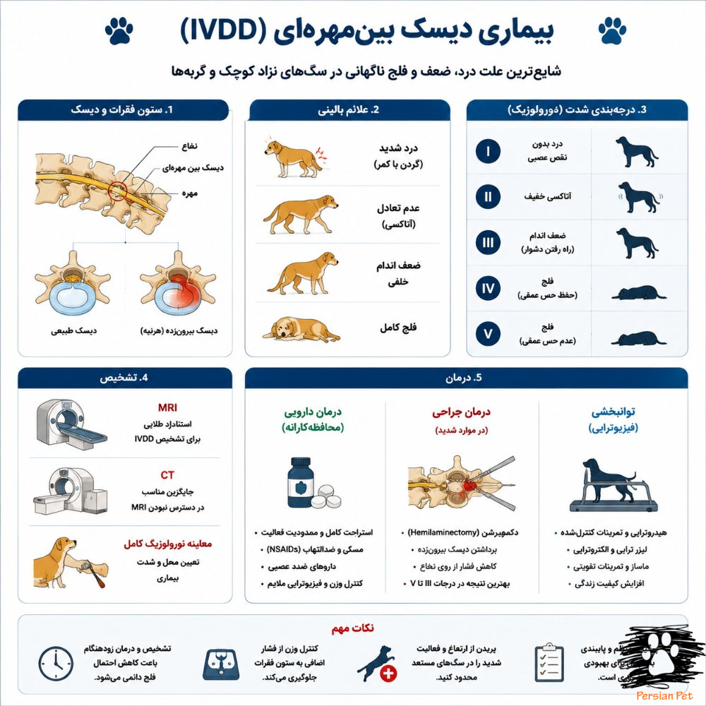 IVDD در سگ و گربه | بیماری دیسک کمر، فلج و درمان جراحی
