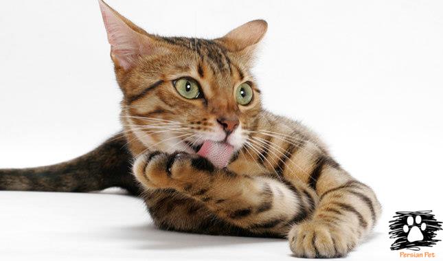  Bengal Cat