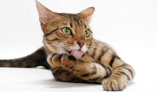  Bengal Cat