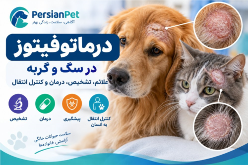 درماتوفیتوز در سگ و گربه؛ علائم، تشخیص و درمان قارچ پوستی