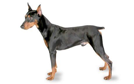German Pinscher