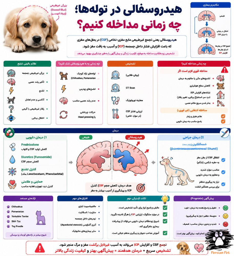 هیدروسفالی در توله‌ها | علائم، تشخیص و زمان مداخله درمانی