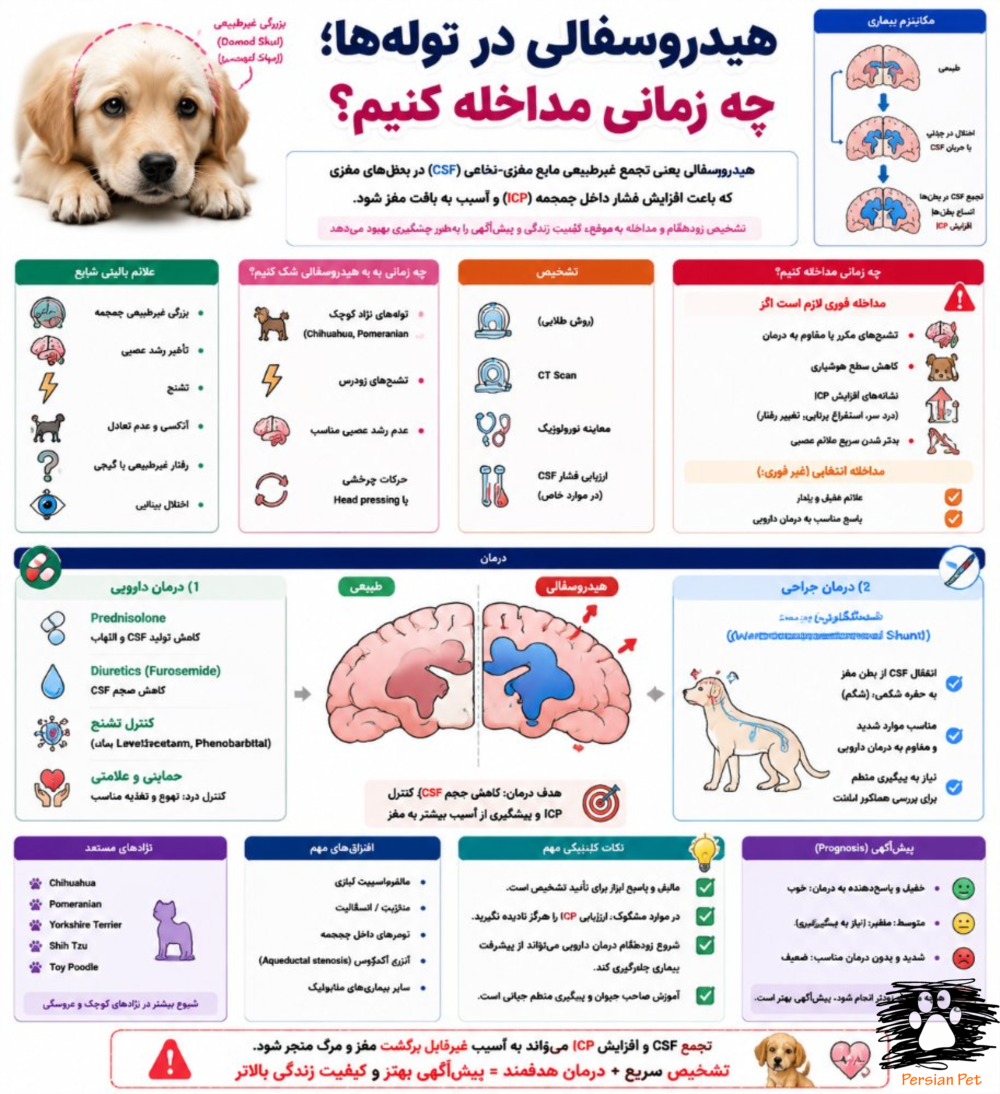 هیدروسفالی در توله‌ها | علائم، تشخیص و زمان مداخله درمانی