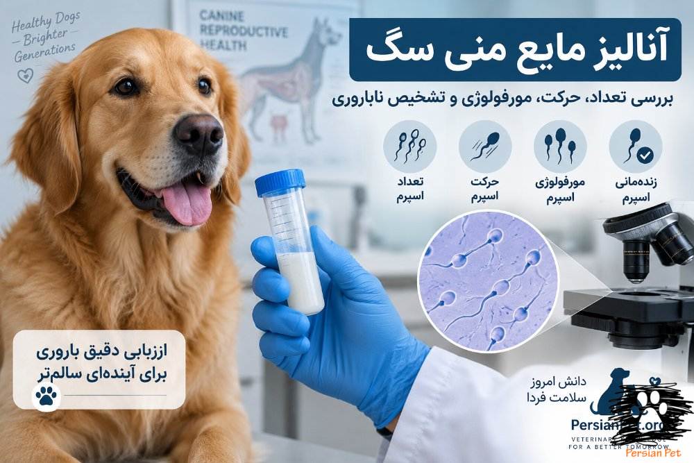 آنالیز مایع منی سگ | بررسی تعداد، حرکت، مورفولوژی و تشخیص ناباروری در سگ نر