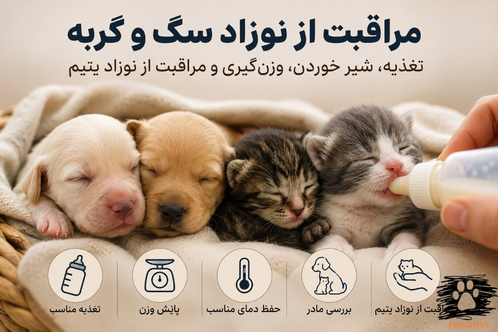 مراقبت از نوزاد سگ و گربه | تغذیه، شیر خوردن، وزن‌گیری و مراقبت از نوزاد یتیم