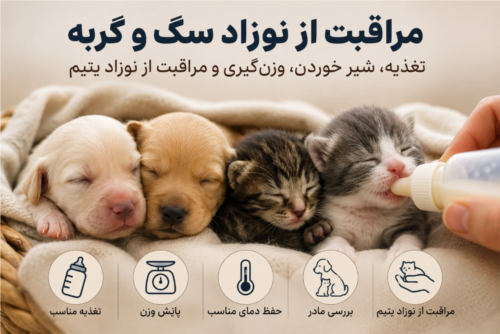 مراقبت از نوزاد سگ و گربه | تغذیه، شیر خوردن، وزن‌گیری و مراقبت از نوزاد یتیم