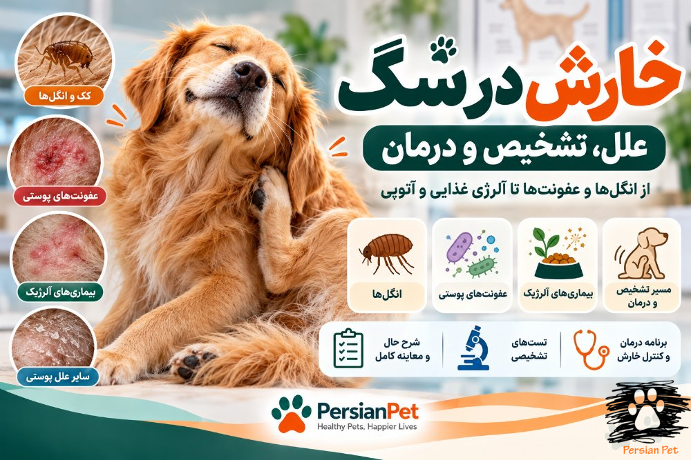 خارش در سگ | علل، تشخیص و درمان خارش و بیماری‌های پوستی