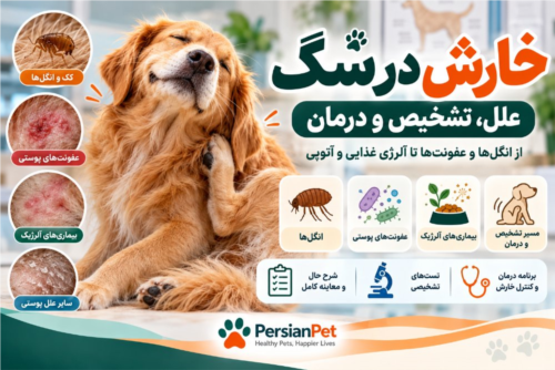 خارش در سگ | علل، تشخیص و درمان خارش و بیماری‌های پوستی