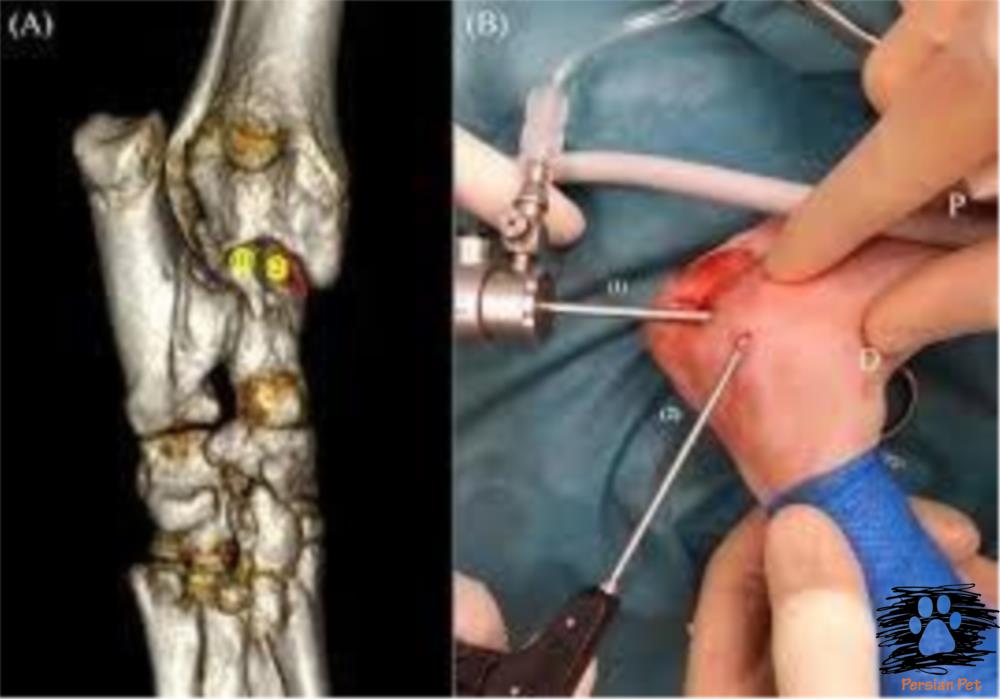 ارتروسکوپی پرشین پت