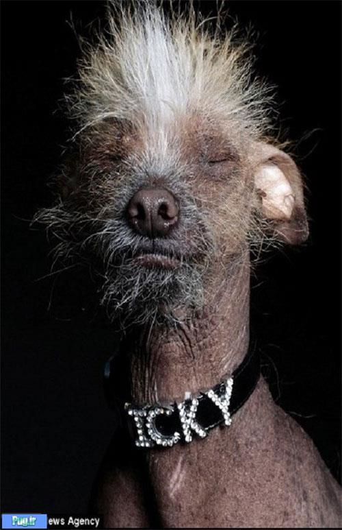 زشت‌ترین سگ دنیا»