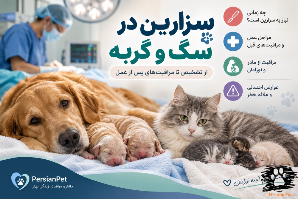 سزارین در سگ و گربه | زمان انجام، مراقبت بعد از عمل، عوارض و علائم خطر