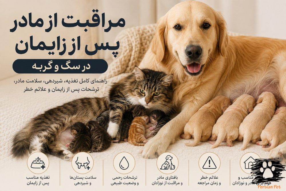مراقبت از مادر پس از زایمان در سگ و گربه | تغذیه، شیردهی، ترشحات و علائم خطر